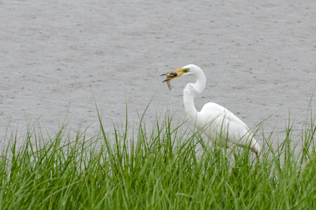 Egret With Fish