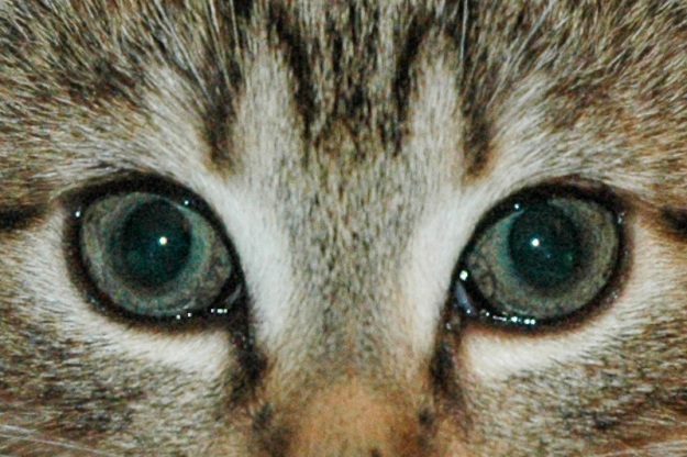 Sophie's Eyes